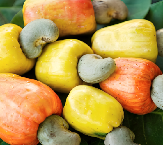 Premium Cashew Nuts