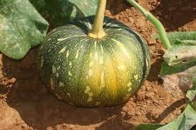 Fresh Onion